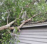 Tree Removal Jacksonville FL