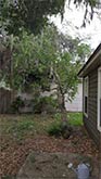 Tree Removal Jacksonville