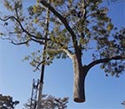 Tree Removal in Jacksonville