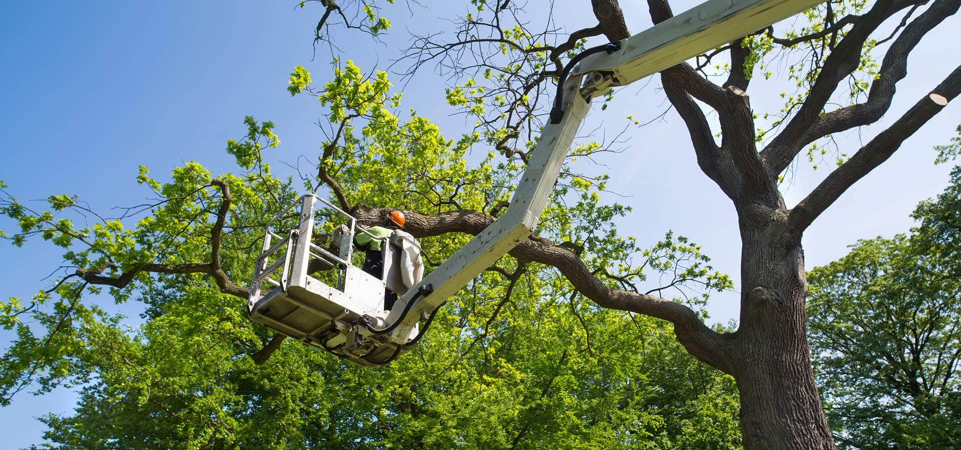 Tree Service Jacksonville Slider 1